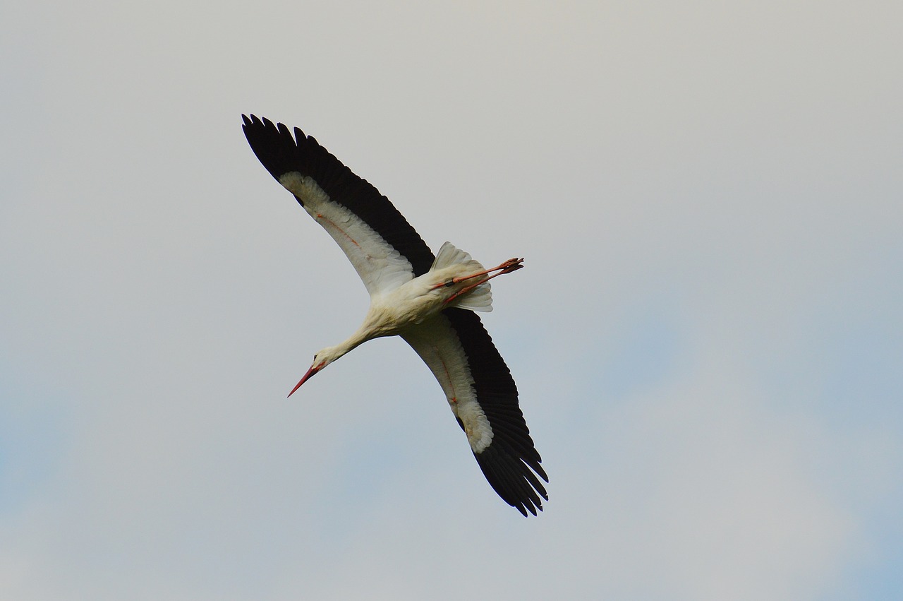 stork fly elegant free photo