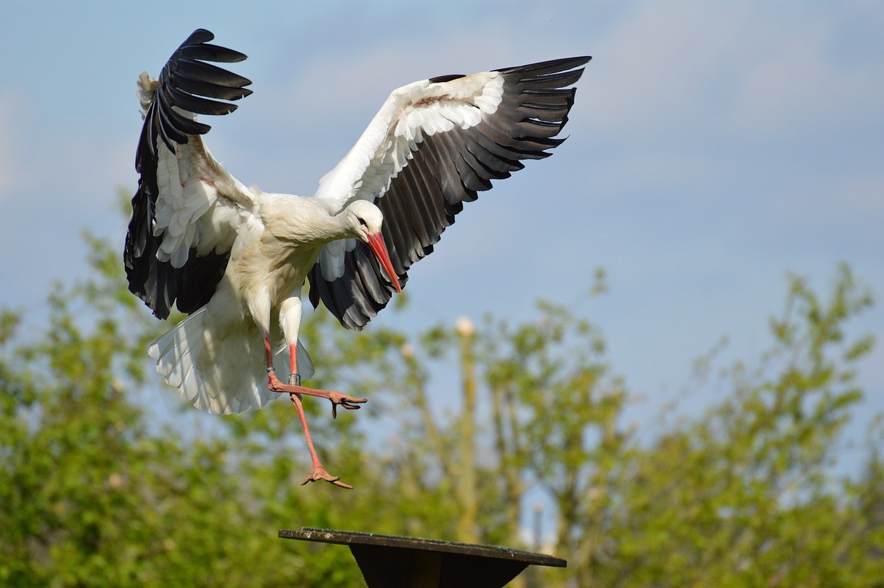 stork fly landing free photo