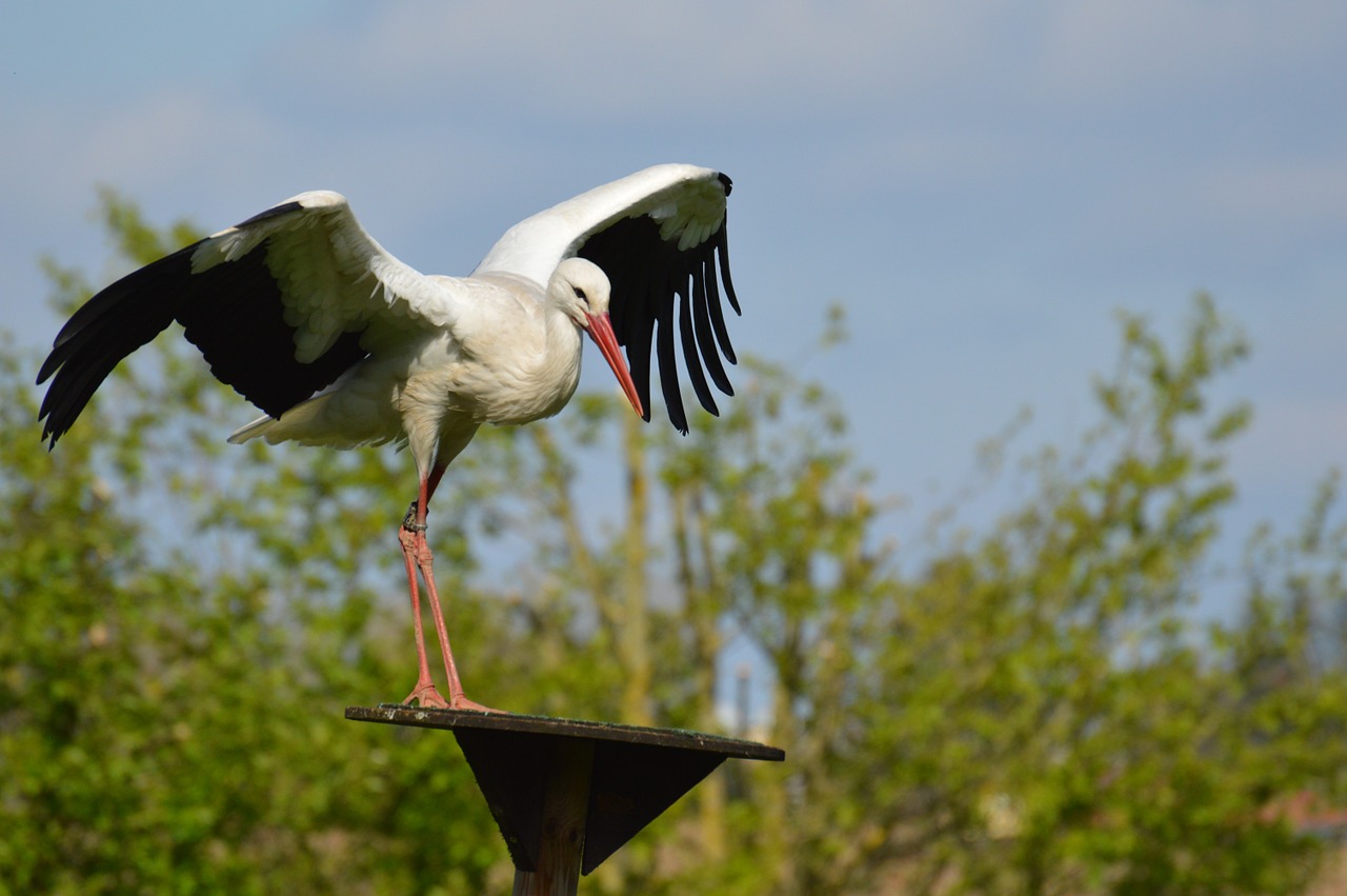 stork fly landing free photo