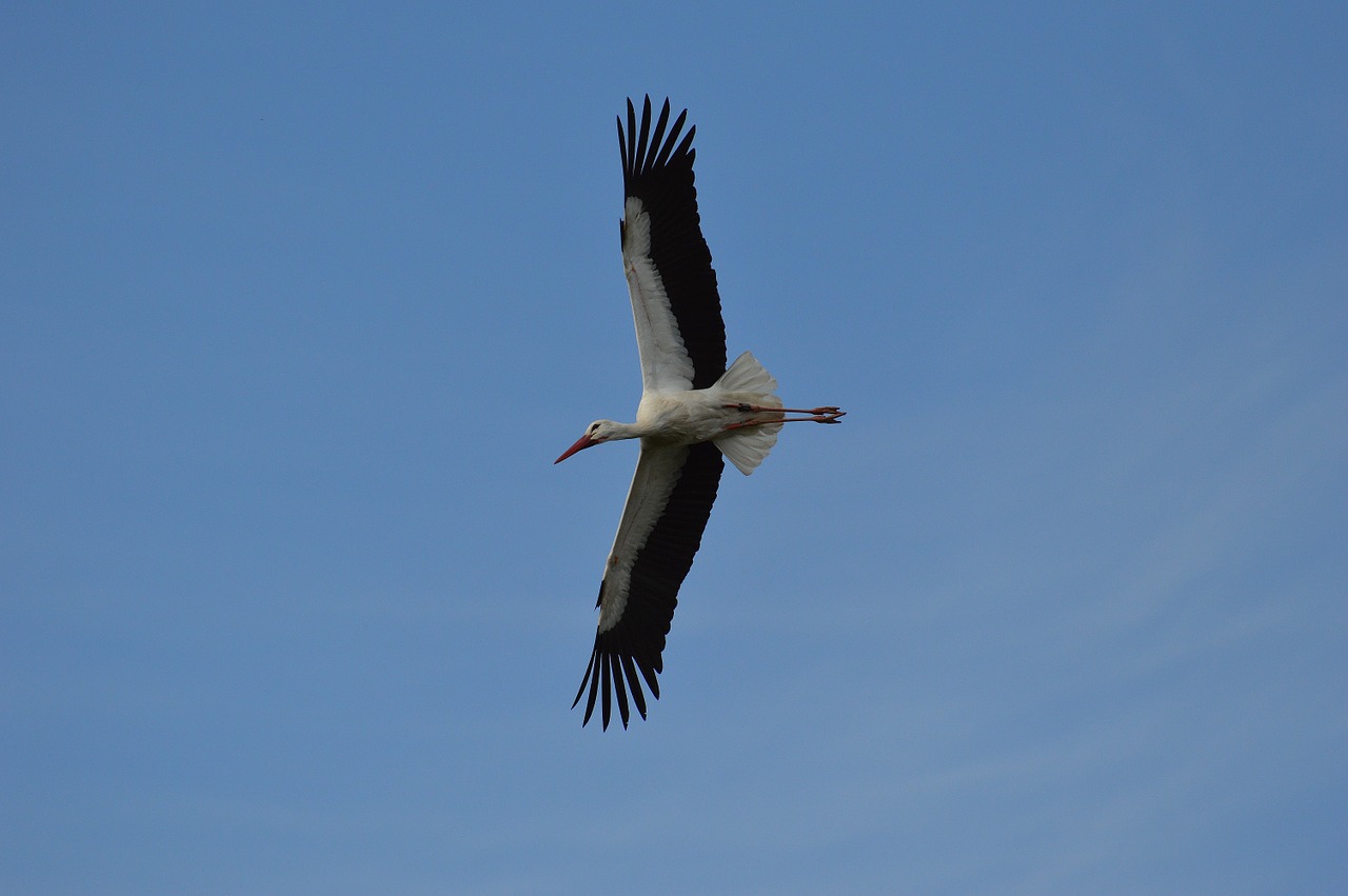 stork fly elegant free photo
