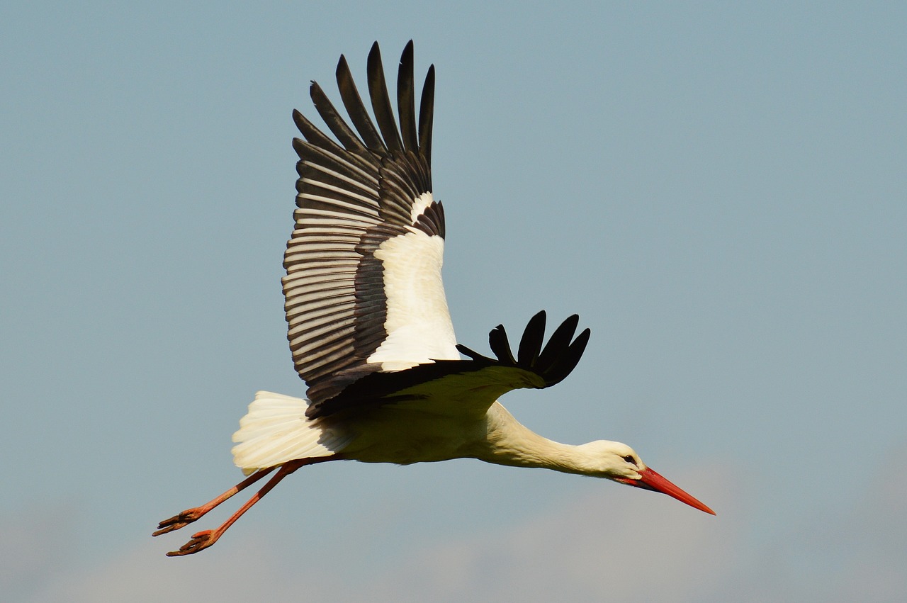 stork fly elegant free photo