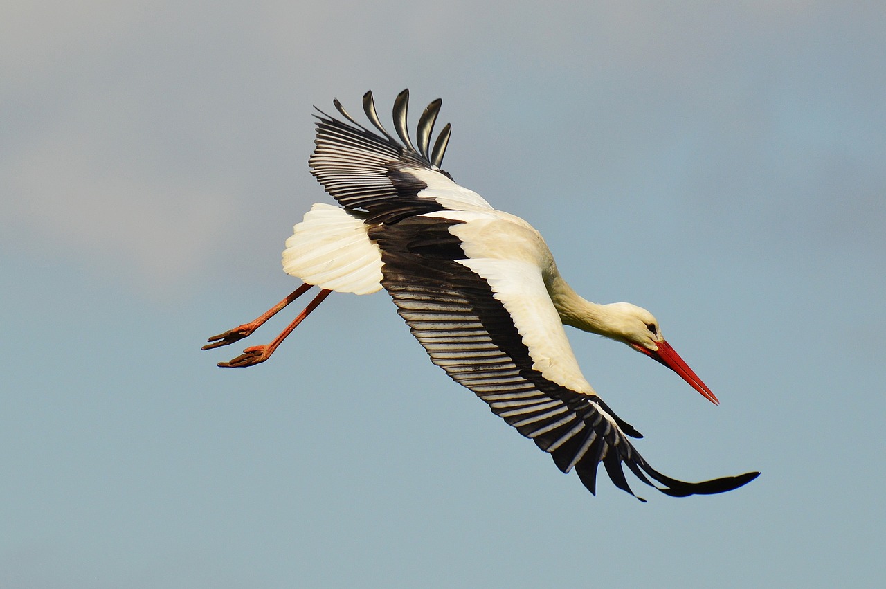 stork fly elegant free photo