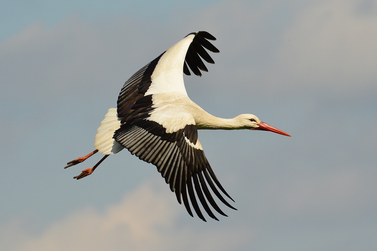 stork fly elegant free photo