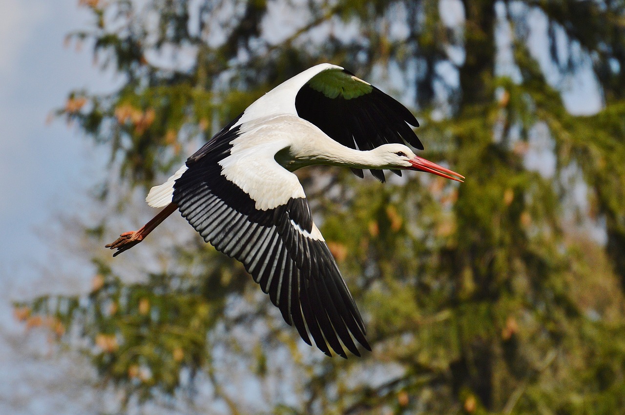 stork fly elegant free photo