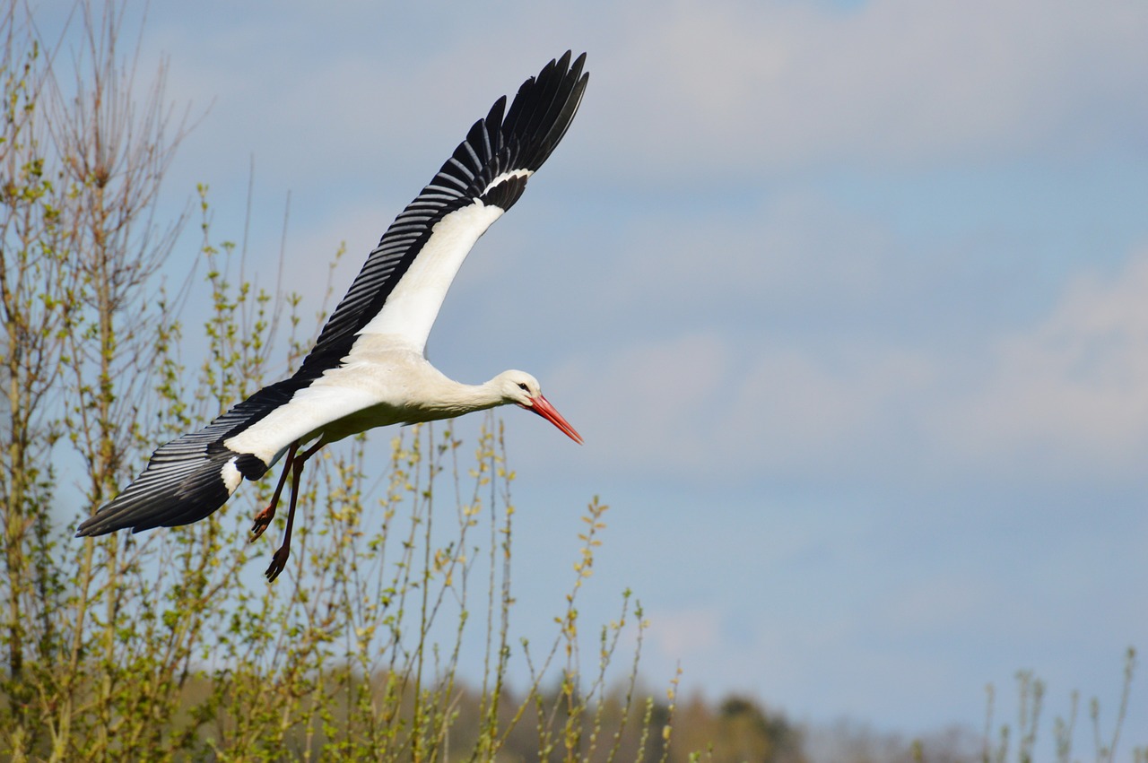 stork fly elegant free photo