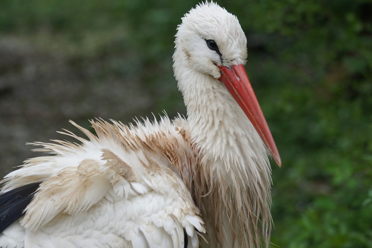 stork rain adebar free photo