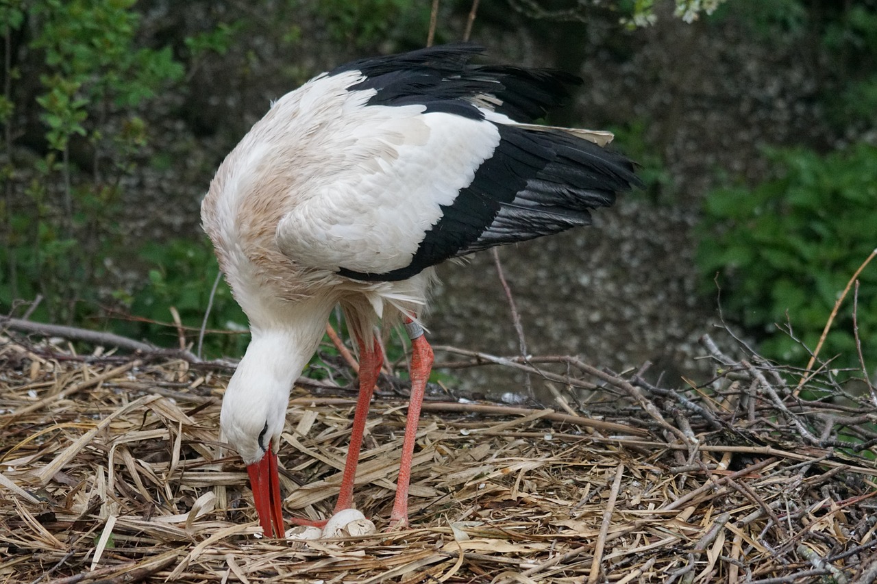 stork rain scrim free photo