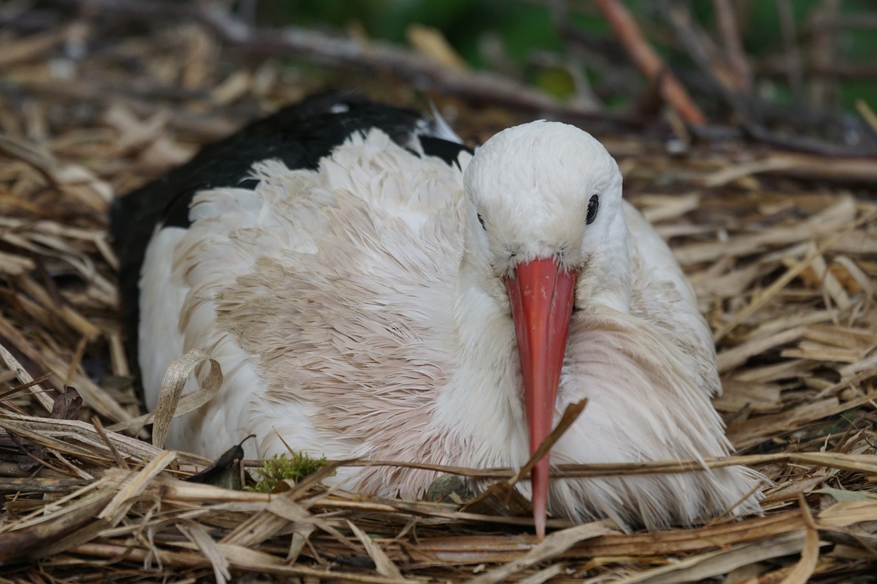 stork rain breed free photo