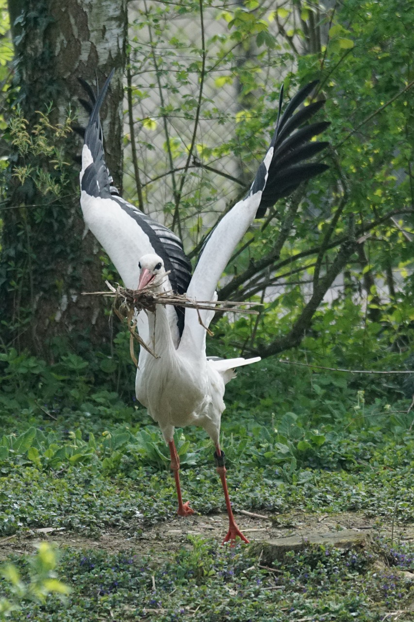 stork nest material adebar free photo