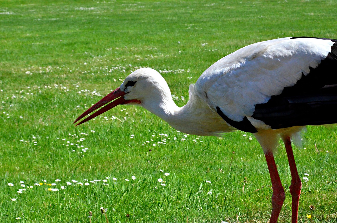 stork summer birth free photo