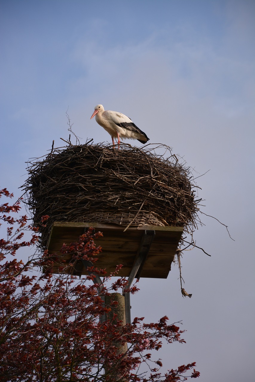 stork storchennest rattle stork free photo