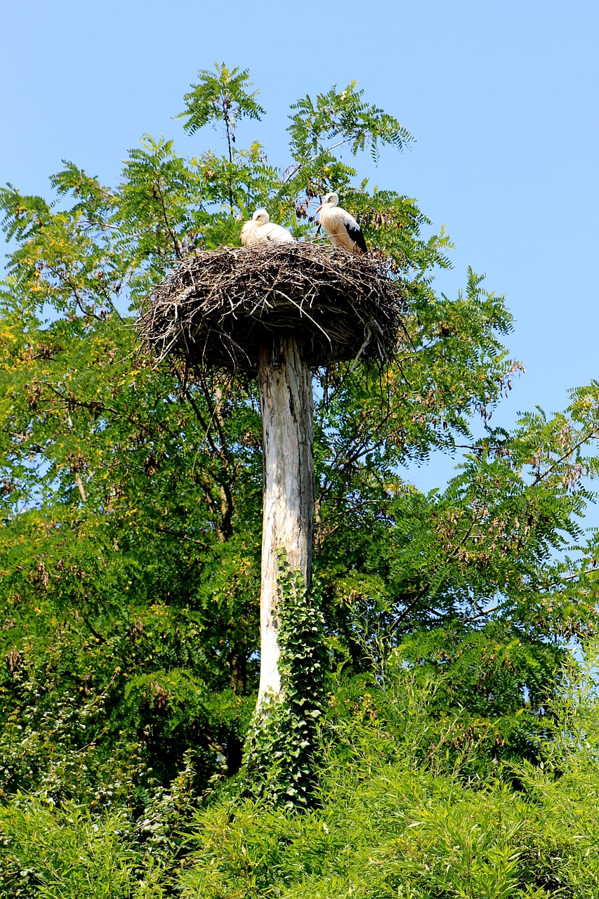 stork bird storchennest free photo