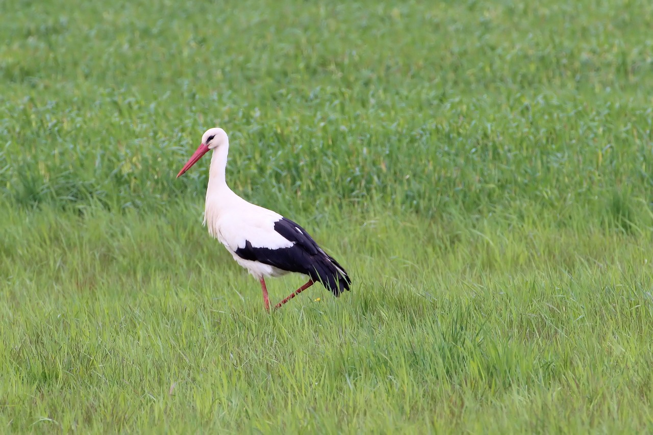 stork meadow foraging free photo