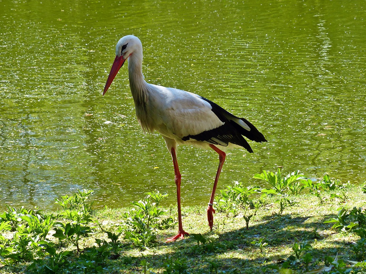 stork bird rattle stork free photo