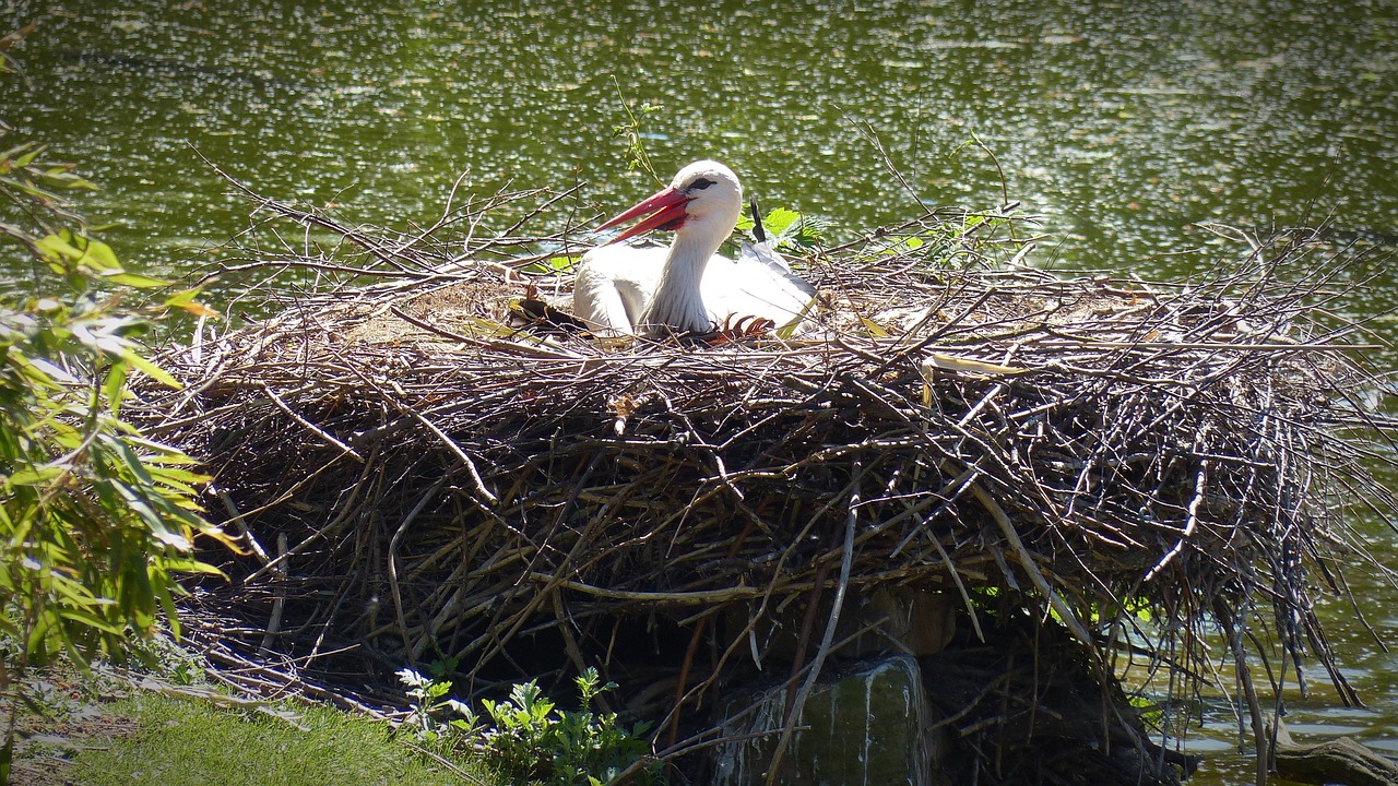 stork storchennest bird free photo