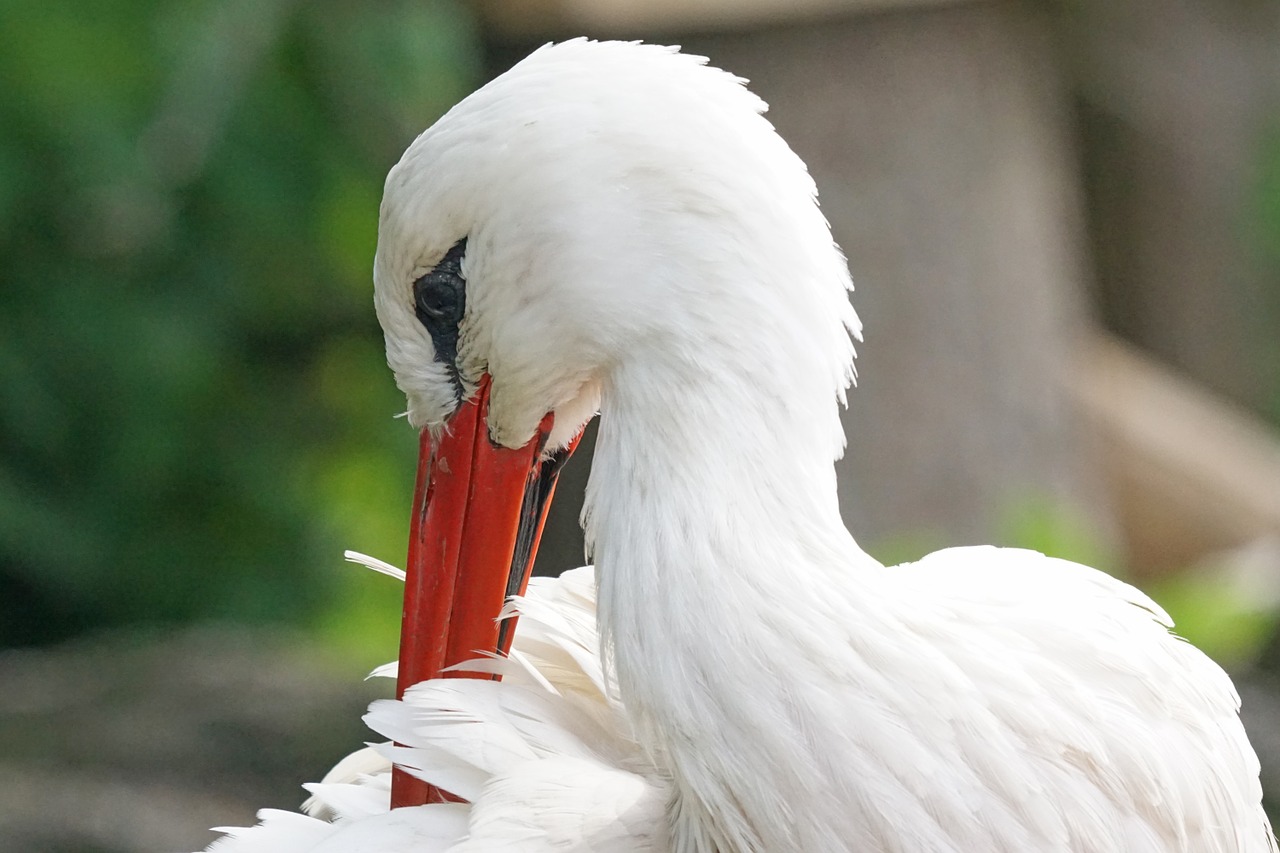 stork rattle stork white stork free photo