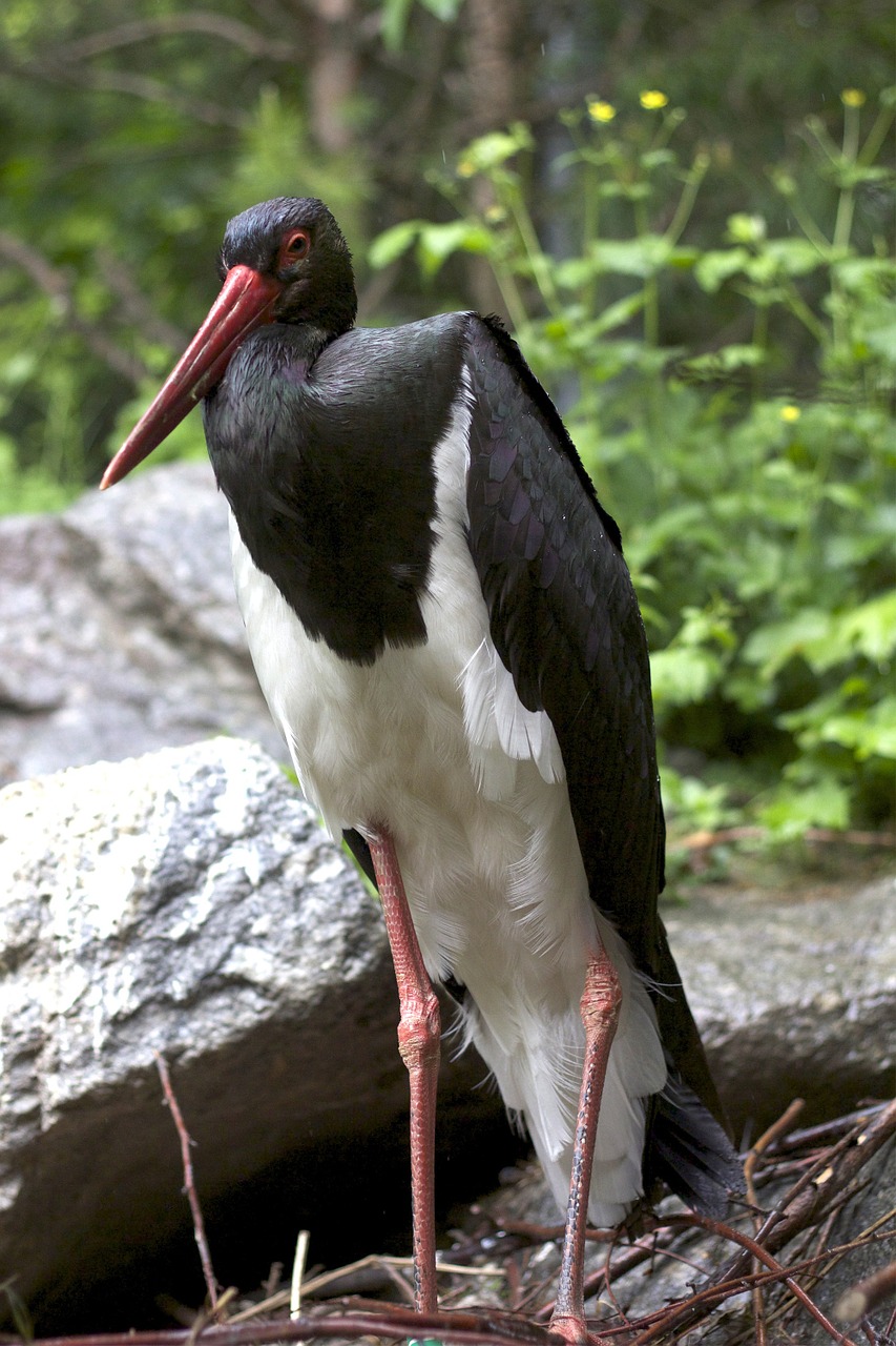 stork bird black and white free photo