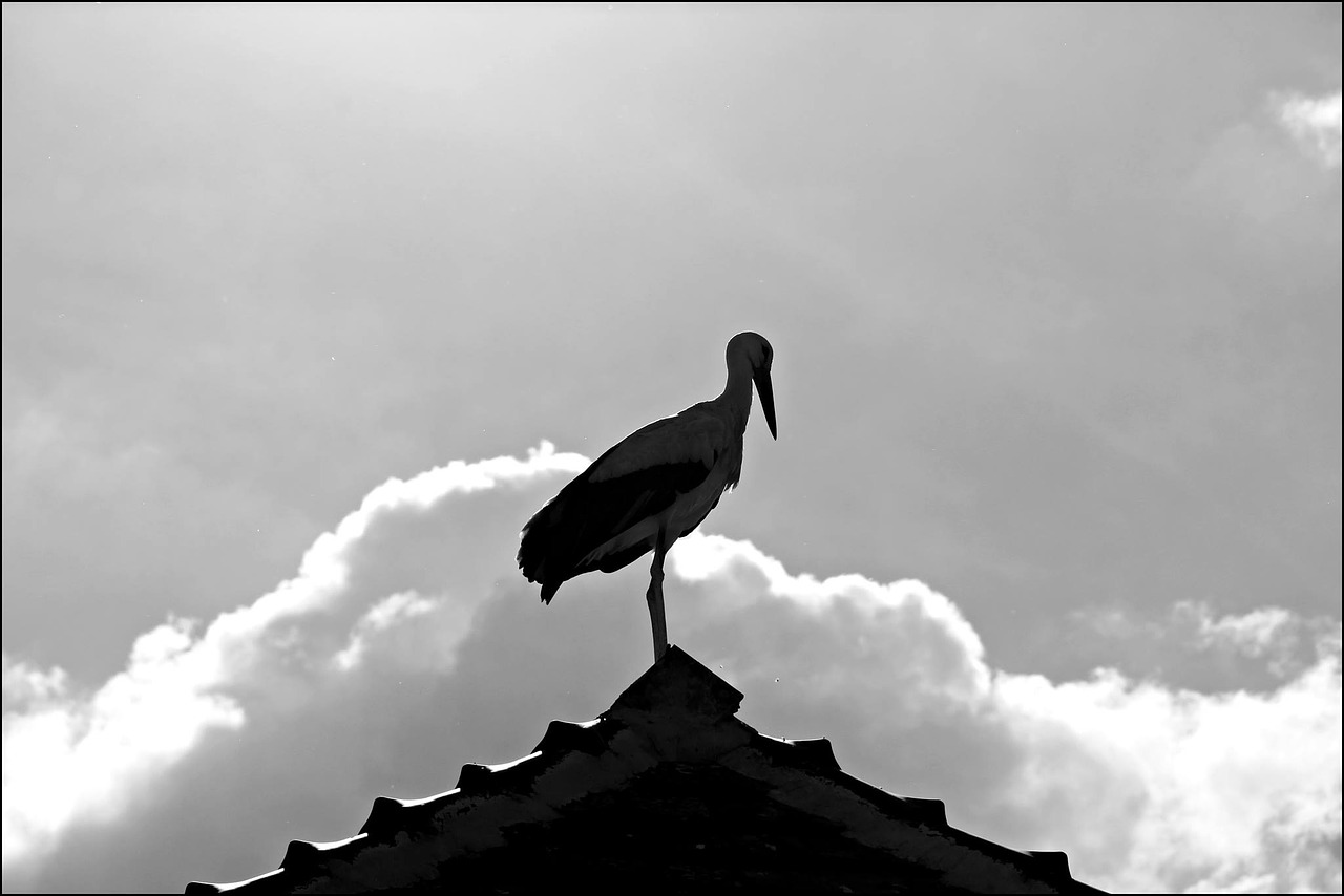 stork bird alsace free photo