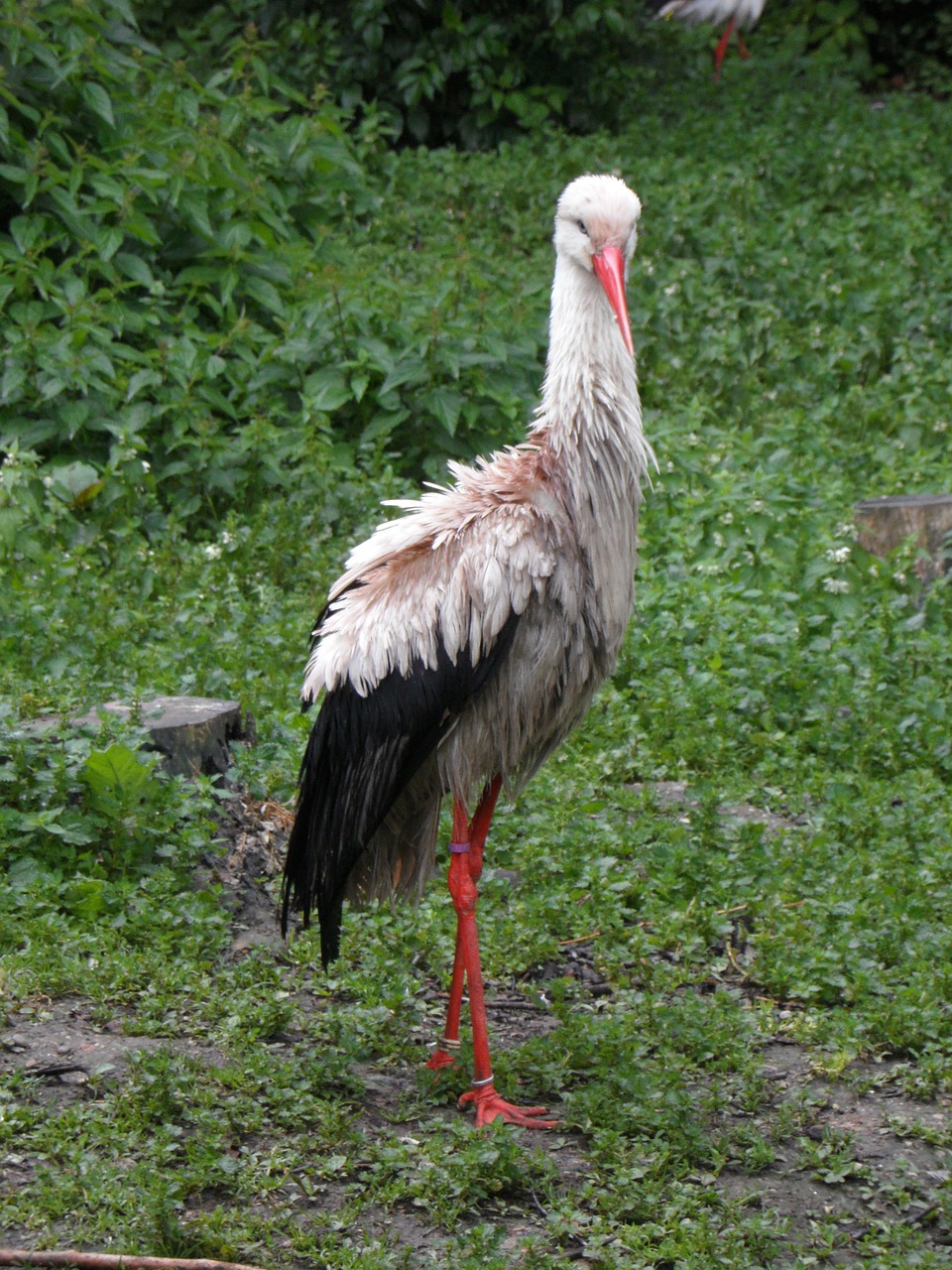 stork bird meadow free photo