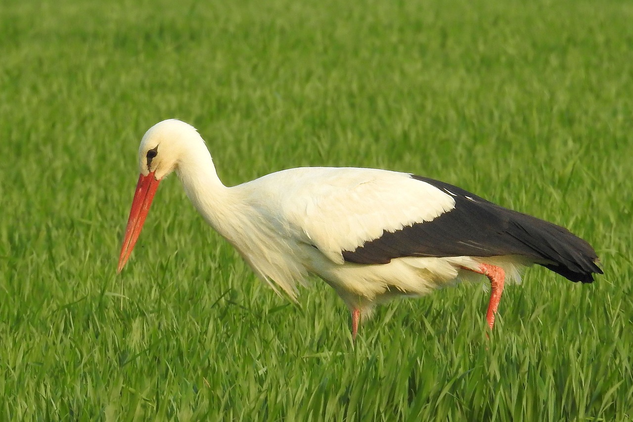 stork meadow foraging free photo