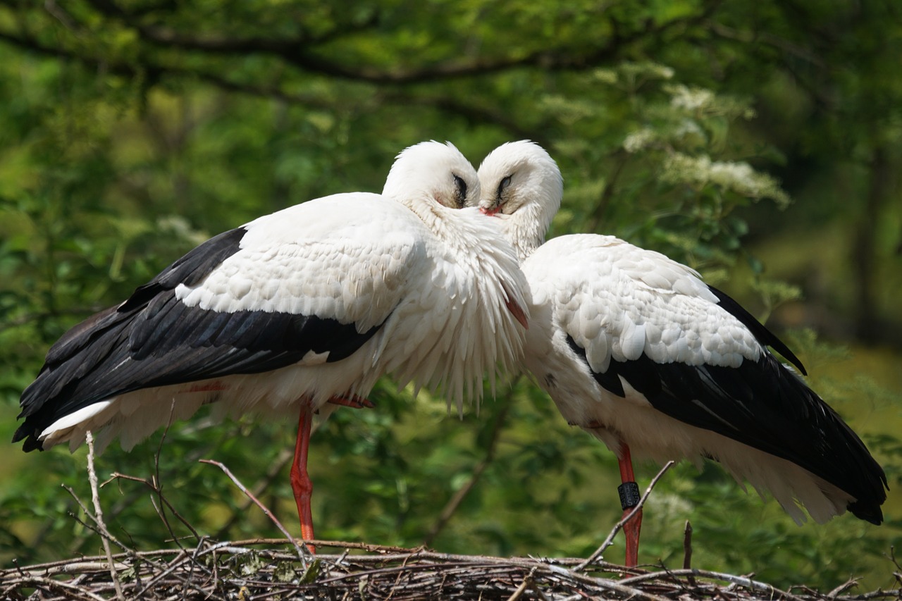 stork white stork rattle stork free photo