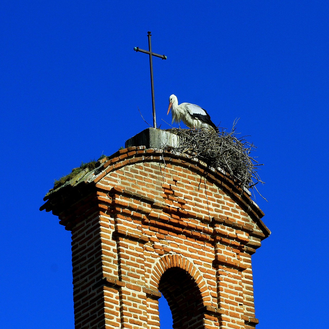 stork bird nest free photo