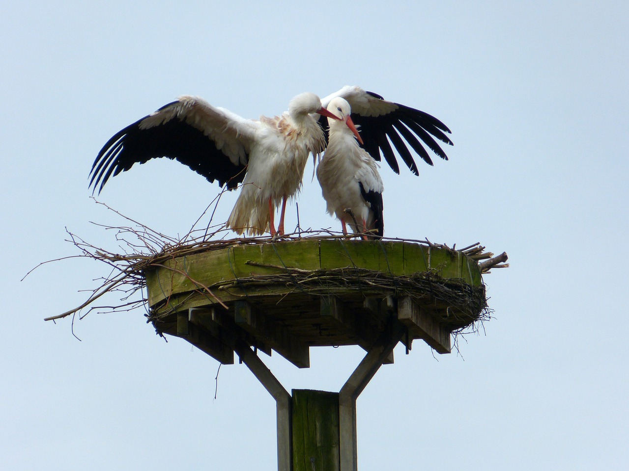 stork föhr whisper sweet nothings free photo