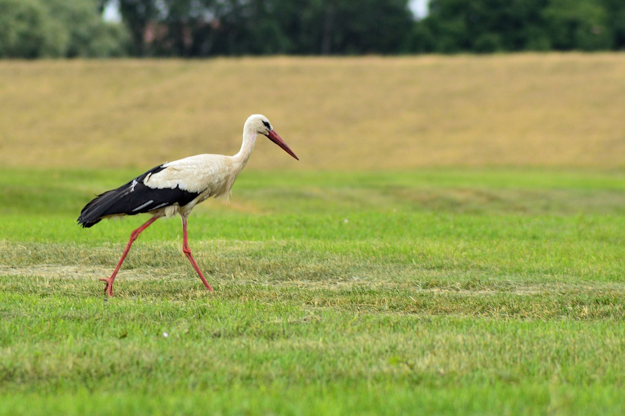 stork bird foraging free photo