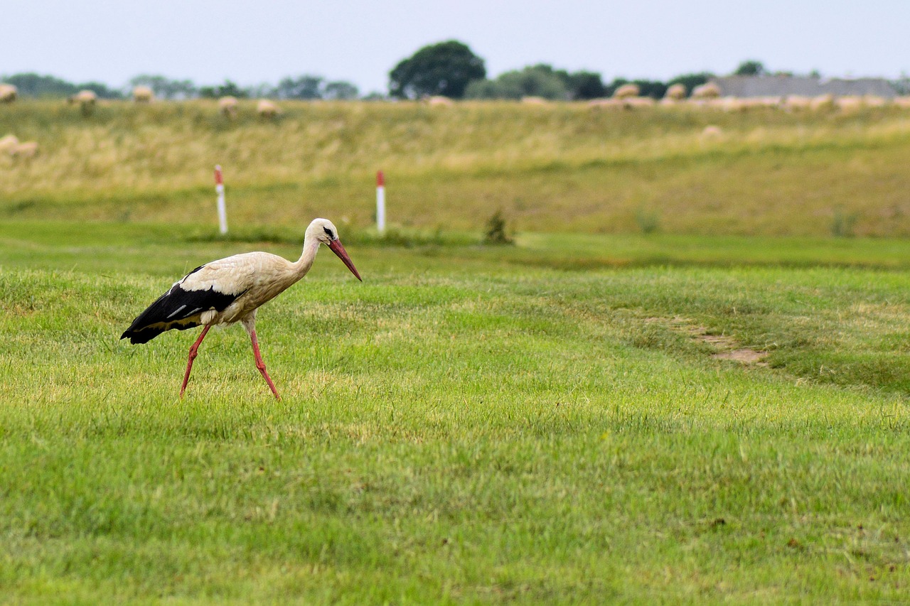 stork bird foraging free photo