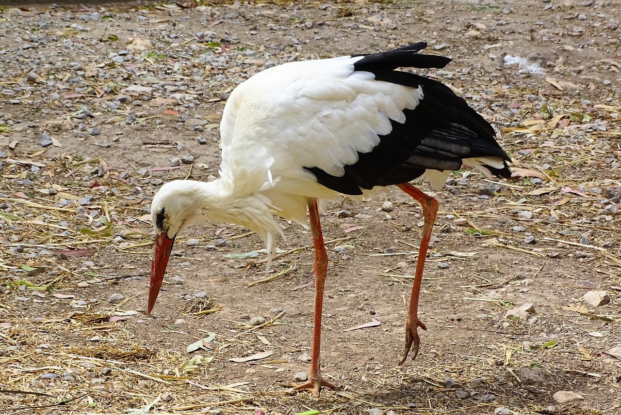 stork bird animal free photo