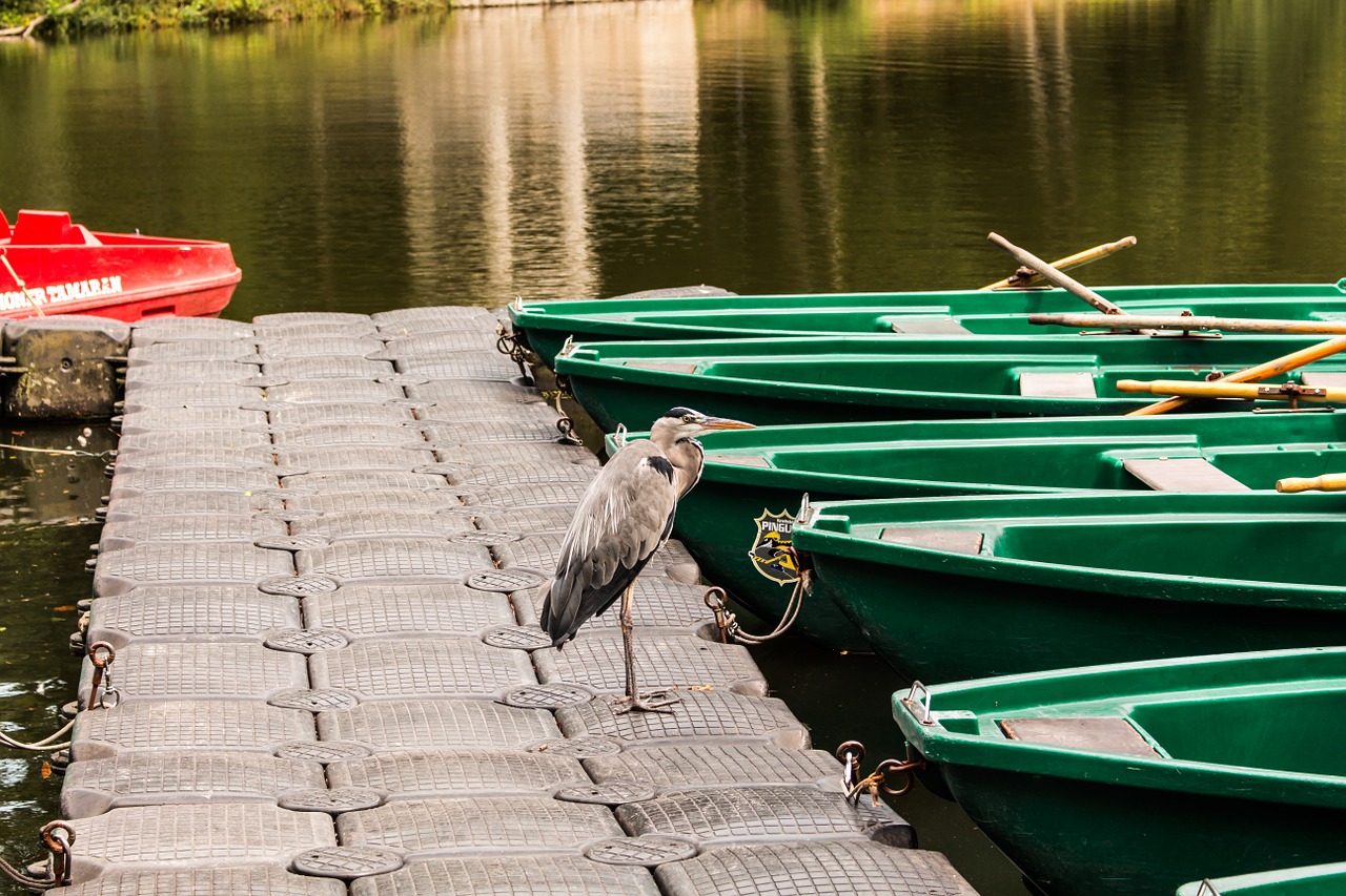 grey heron boats nature free photo