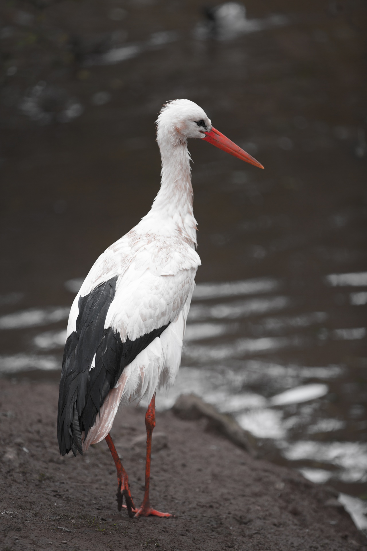 ciconia stork bird free photo