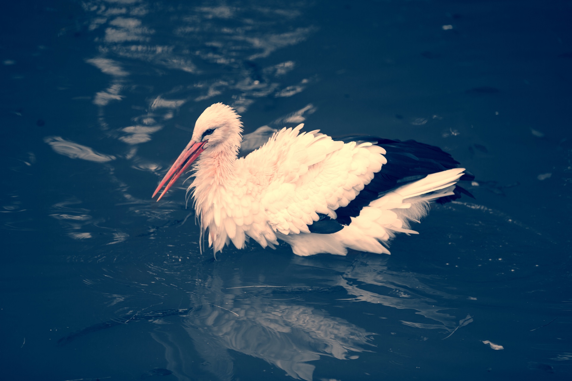 ciconia stork bird free photo