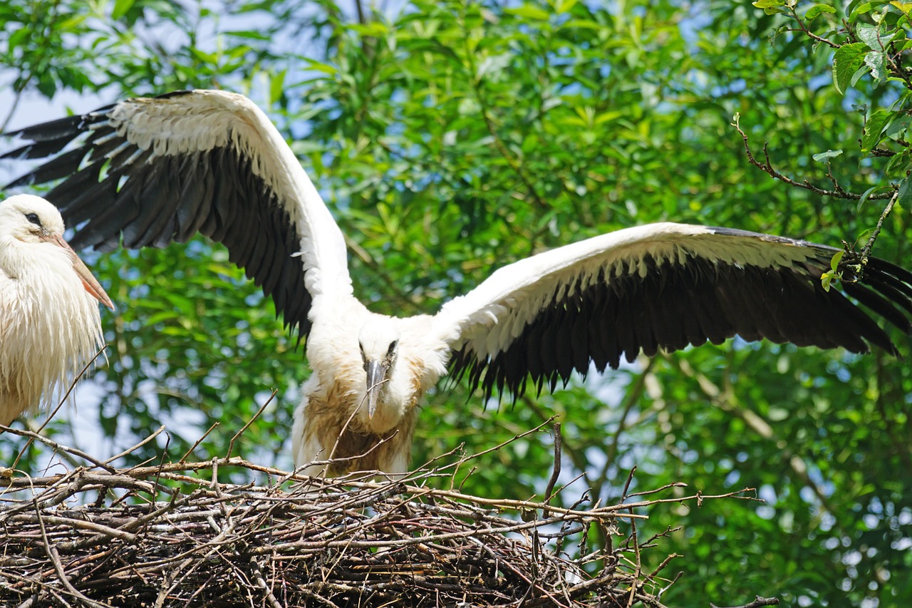 stork adebar rattle stork free photo