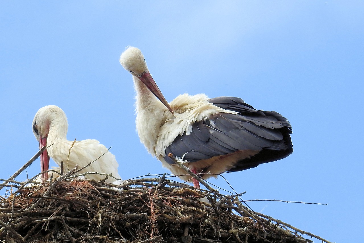 stork stork couple nest free photo