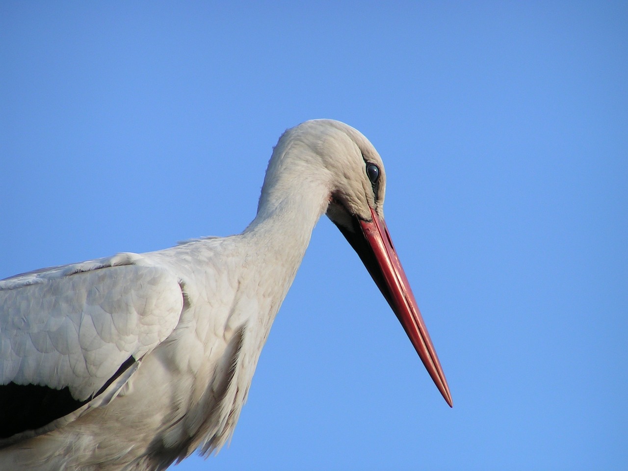 stork bird nature free photo