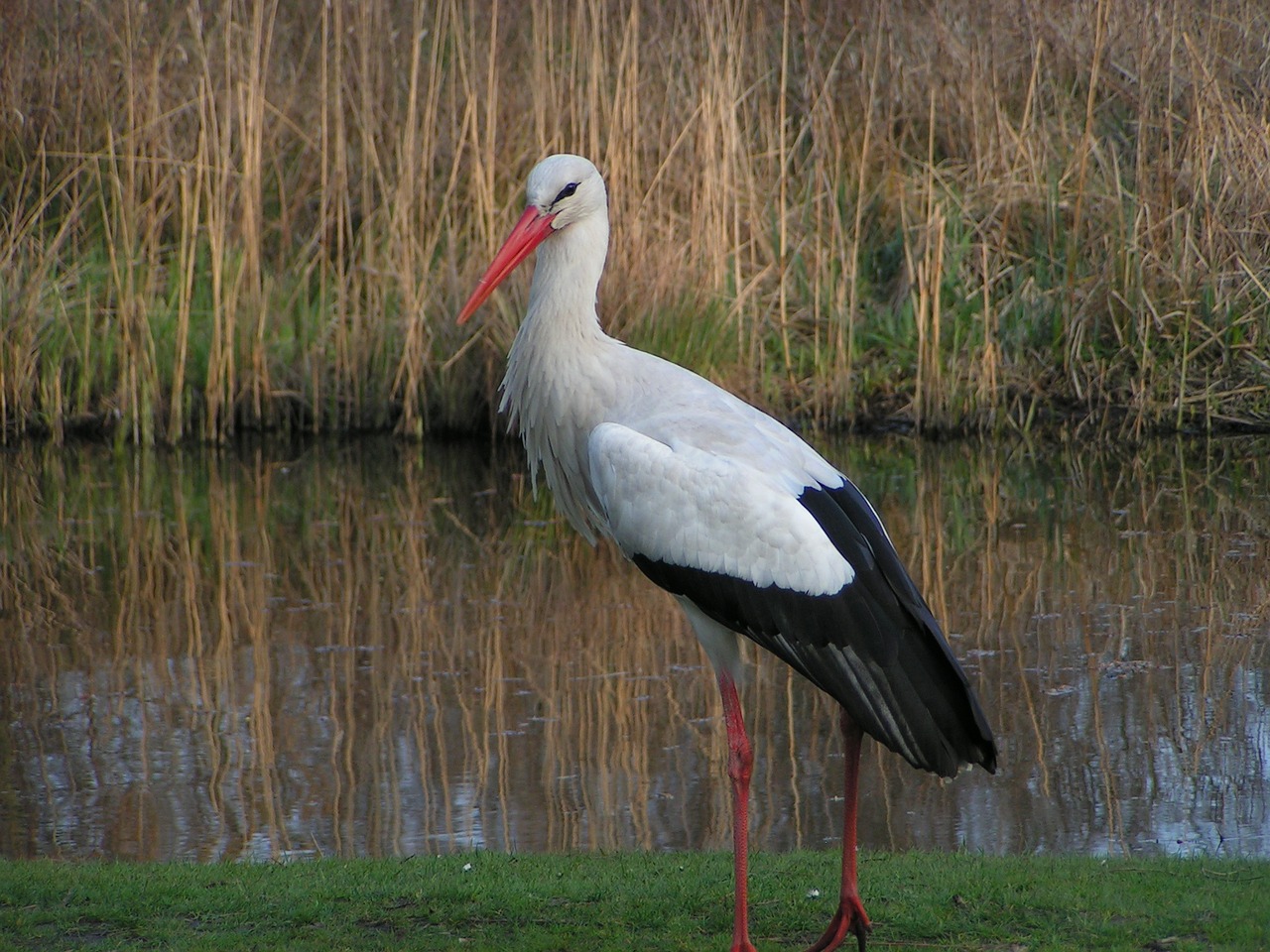 stork bird nature free photo