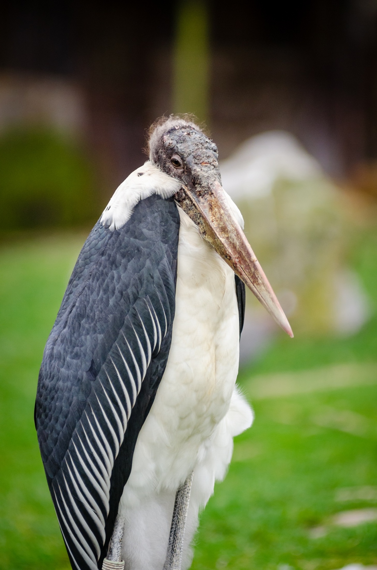 stork marabou bird free photo