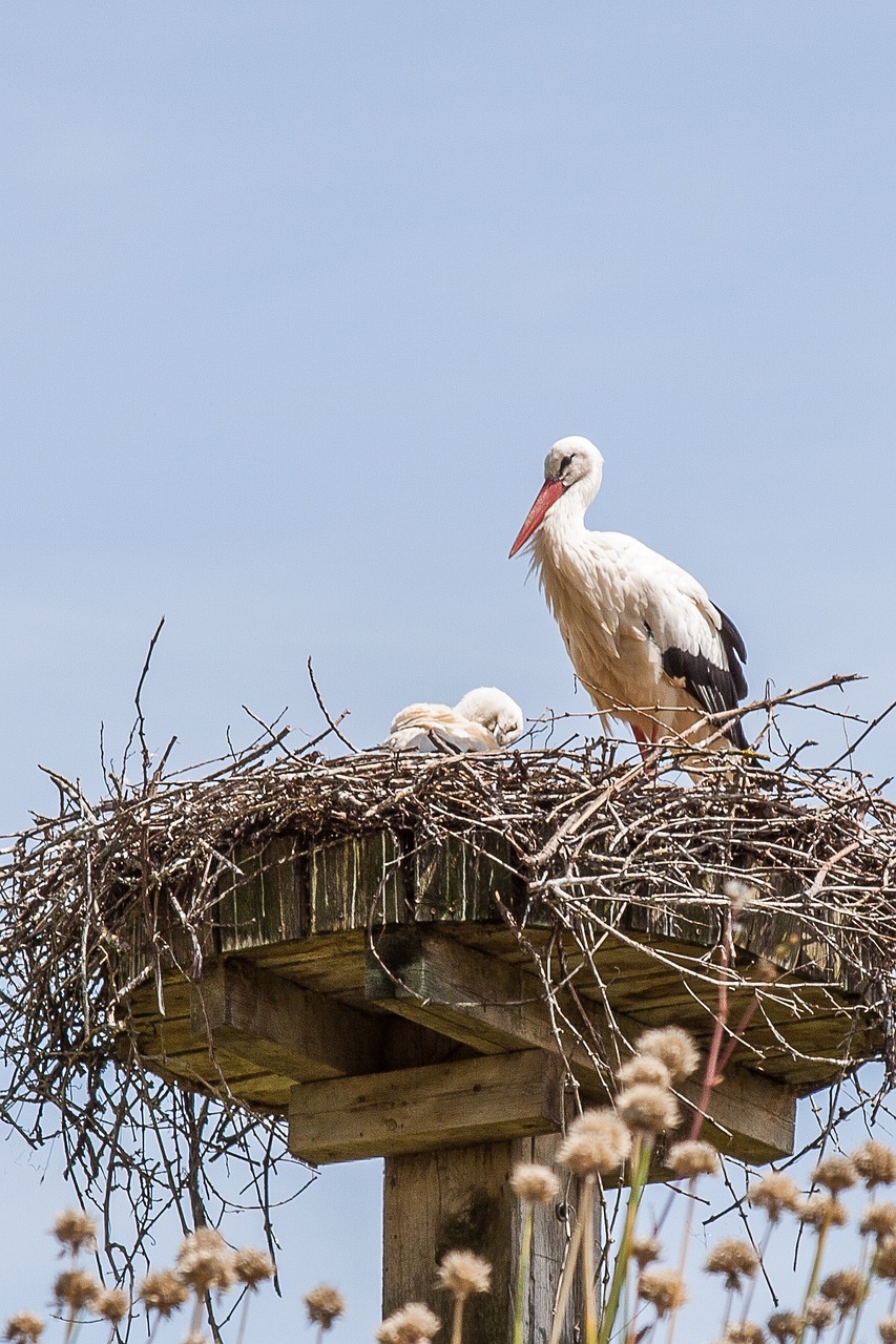 stork nest storchennest free photo