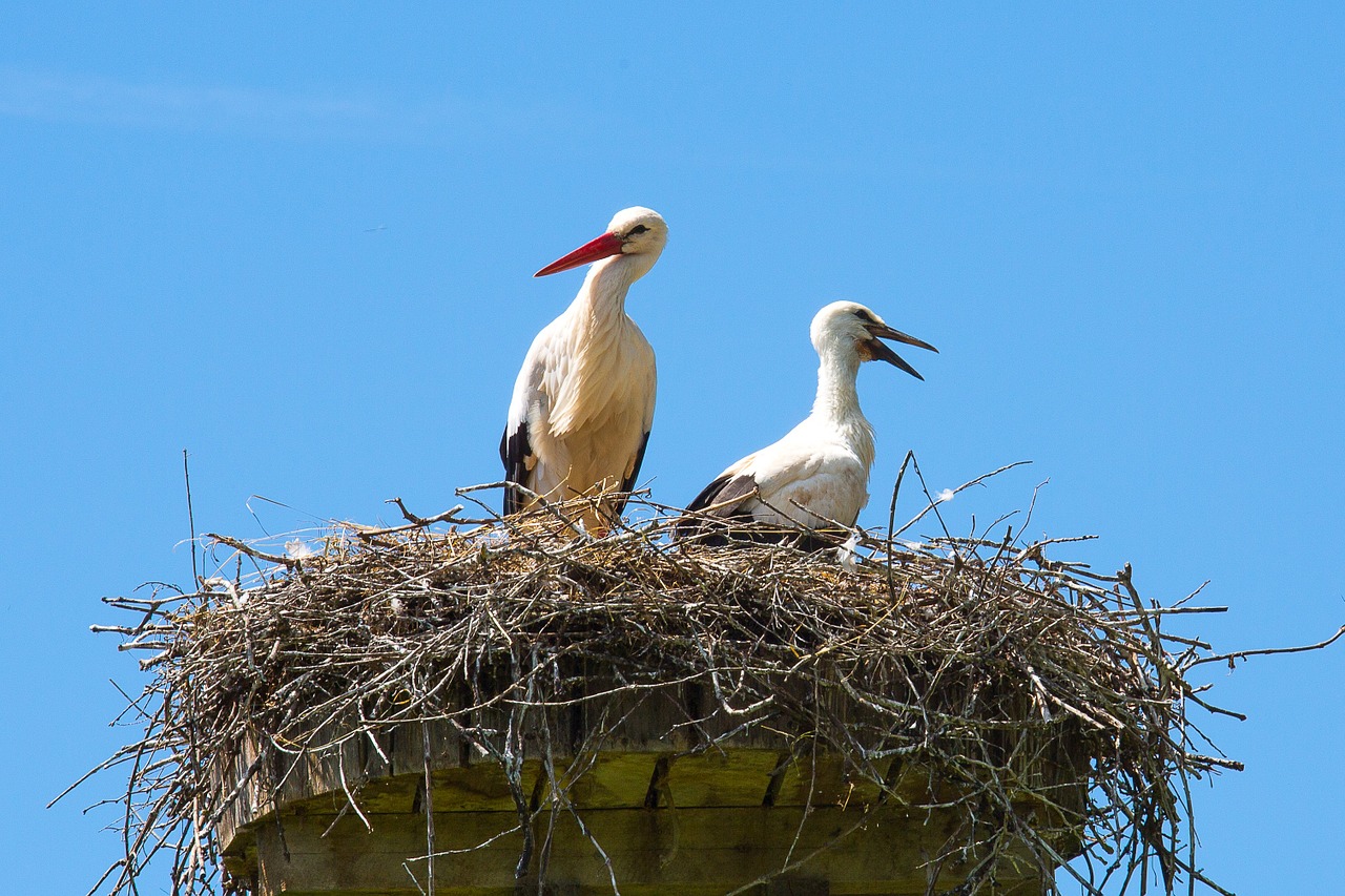 stork nest bird free photo