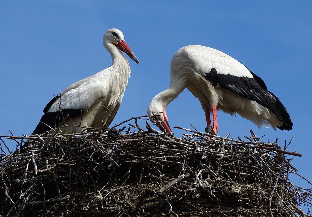 stork nest bird free photo