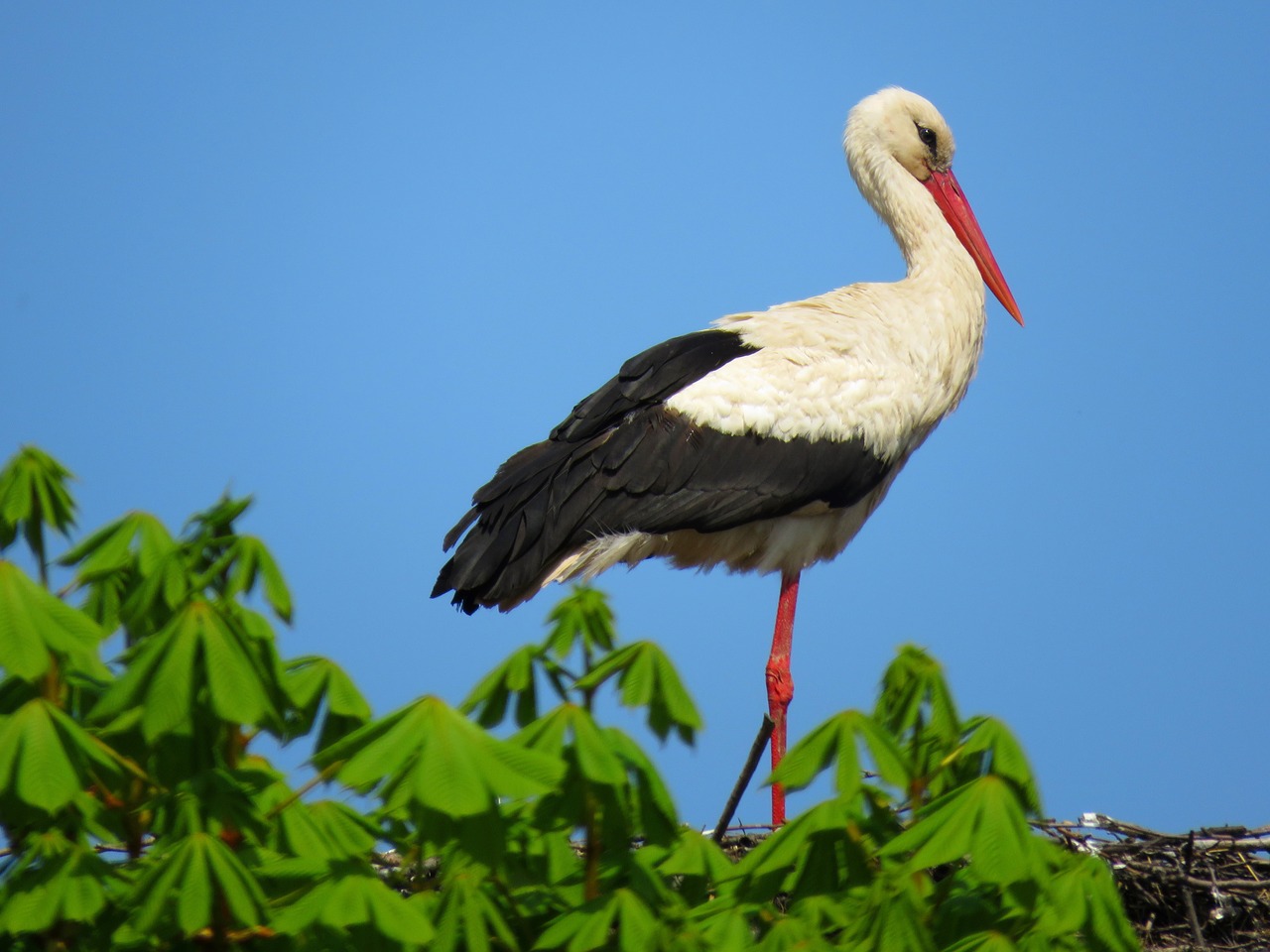 stork bird white stork free photo