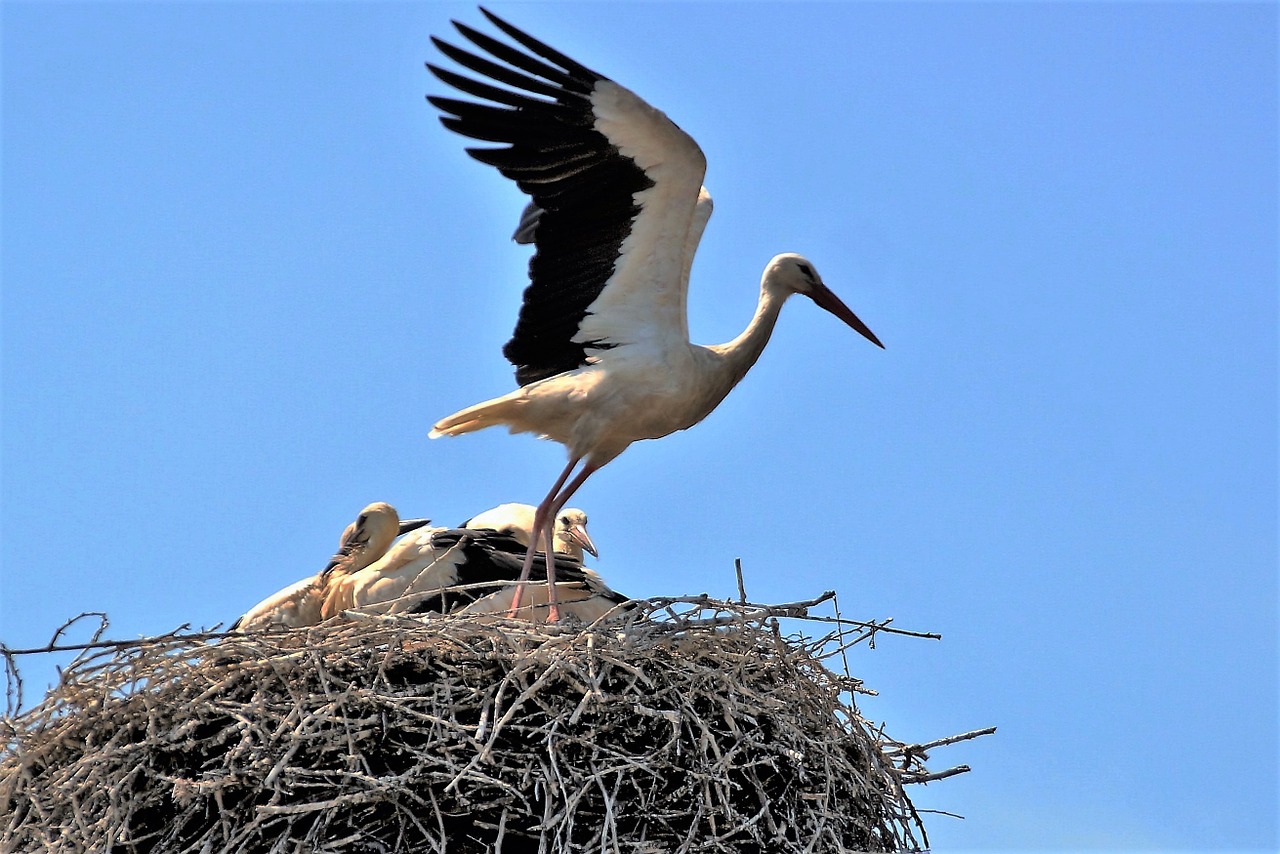 stork nest brood free photo