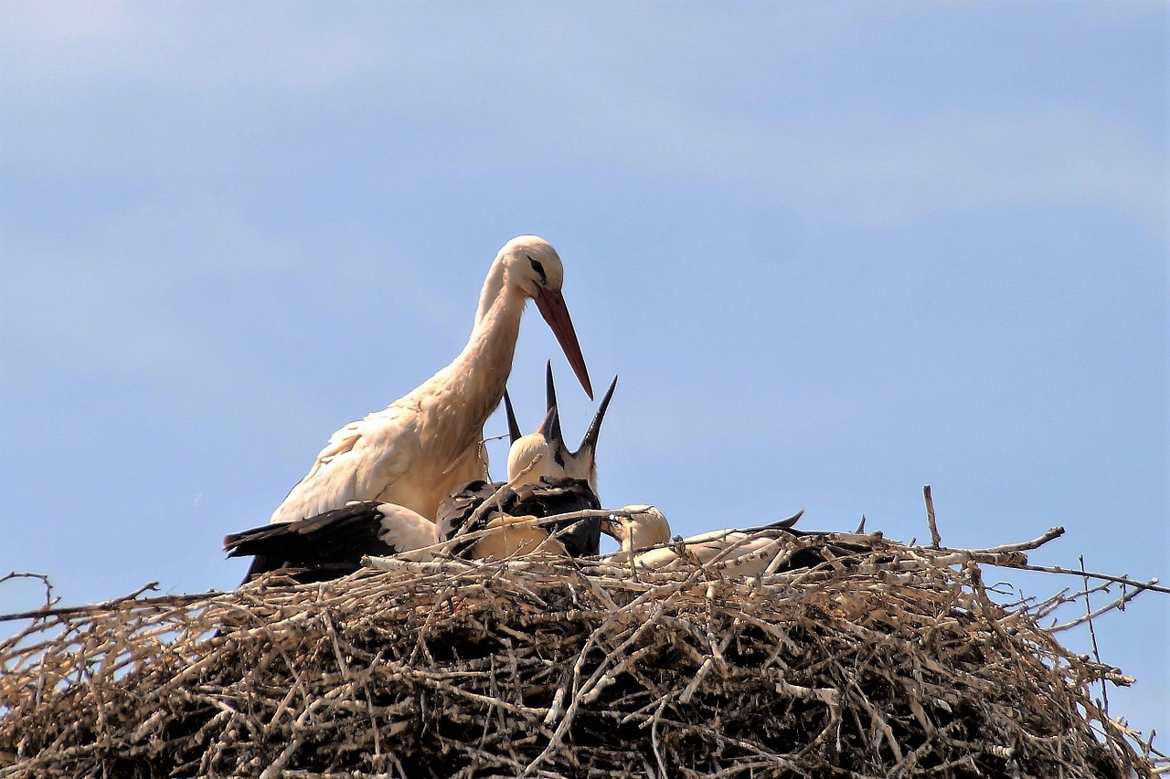 stork nest feeding free photo
