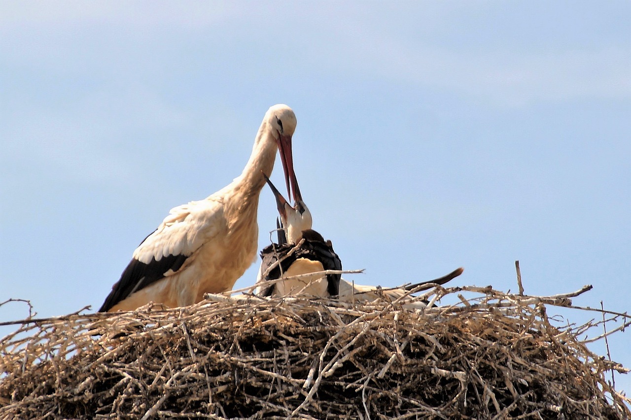 stork nest feeding free photo