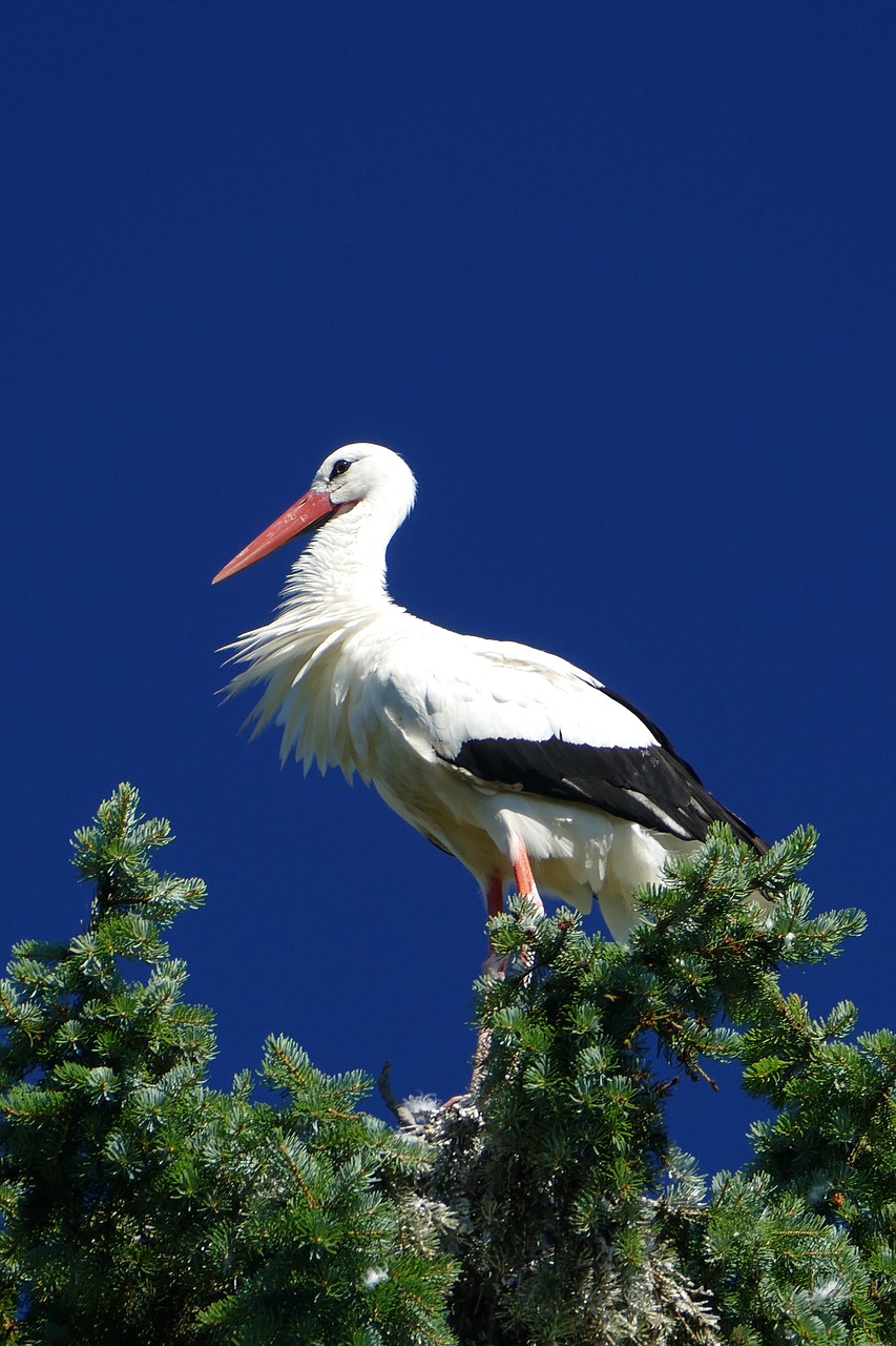 stork bird park walsrode free photo
