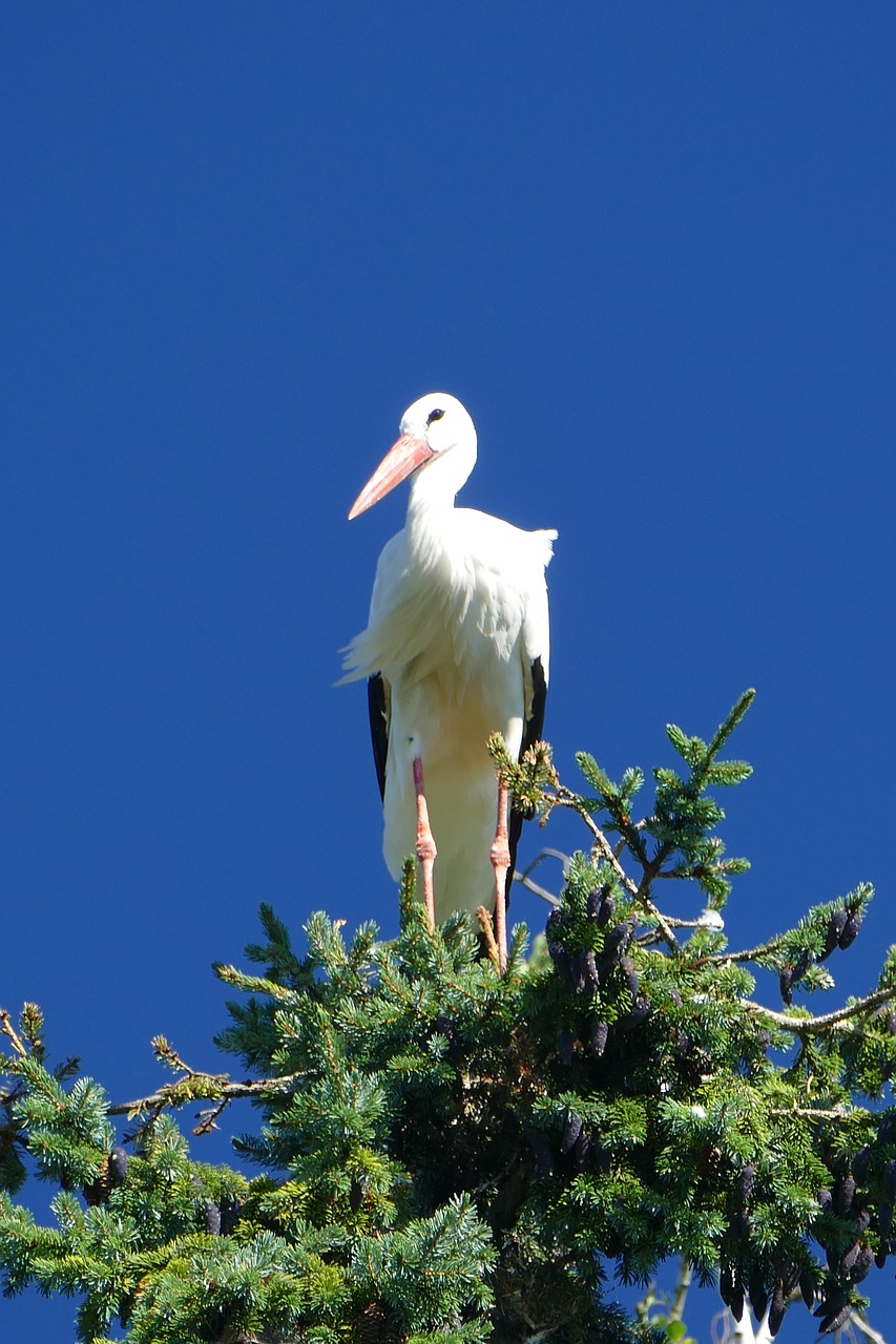 stork treetop bird park free photo