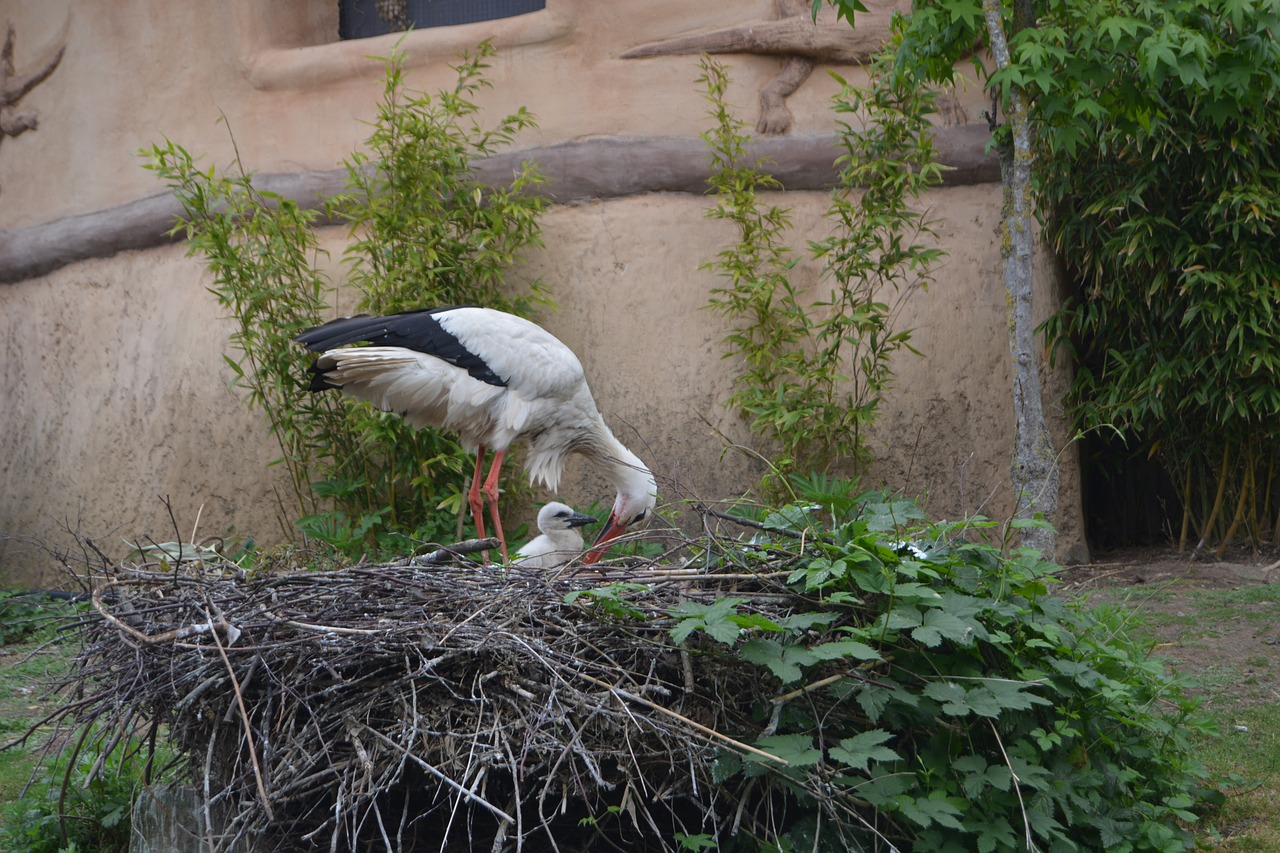 stork nest bird free photo