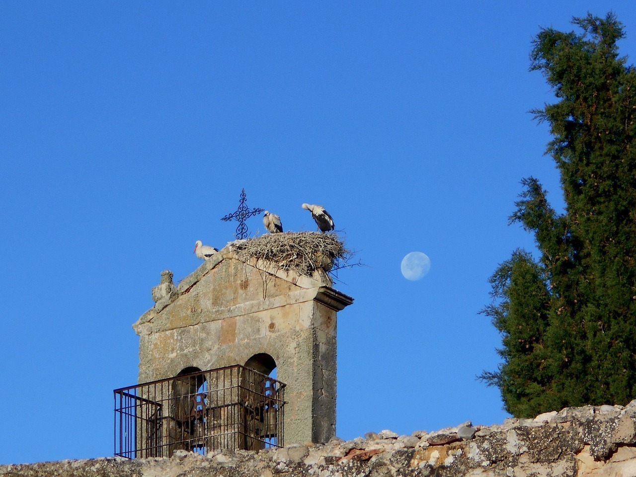 stork chick moon free photo