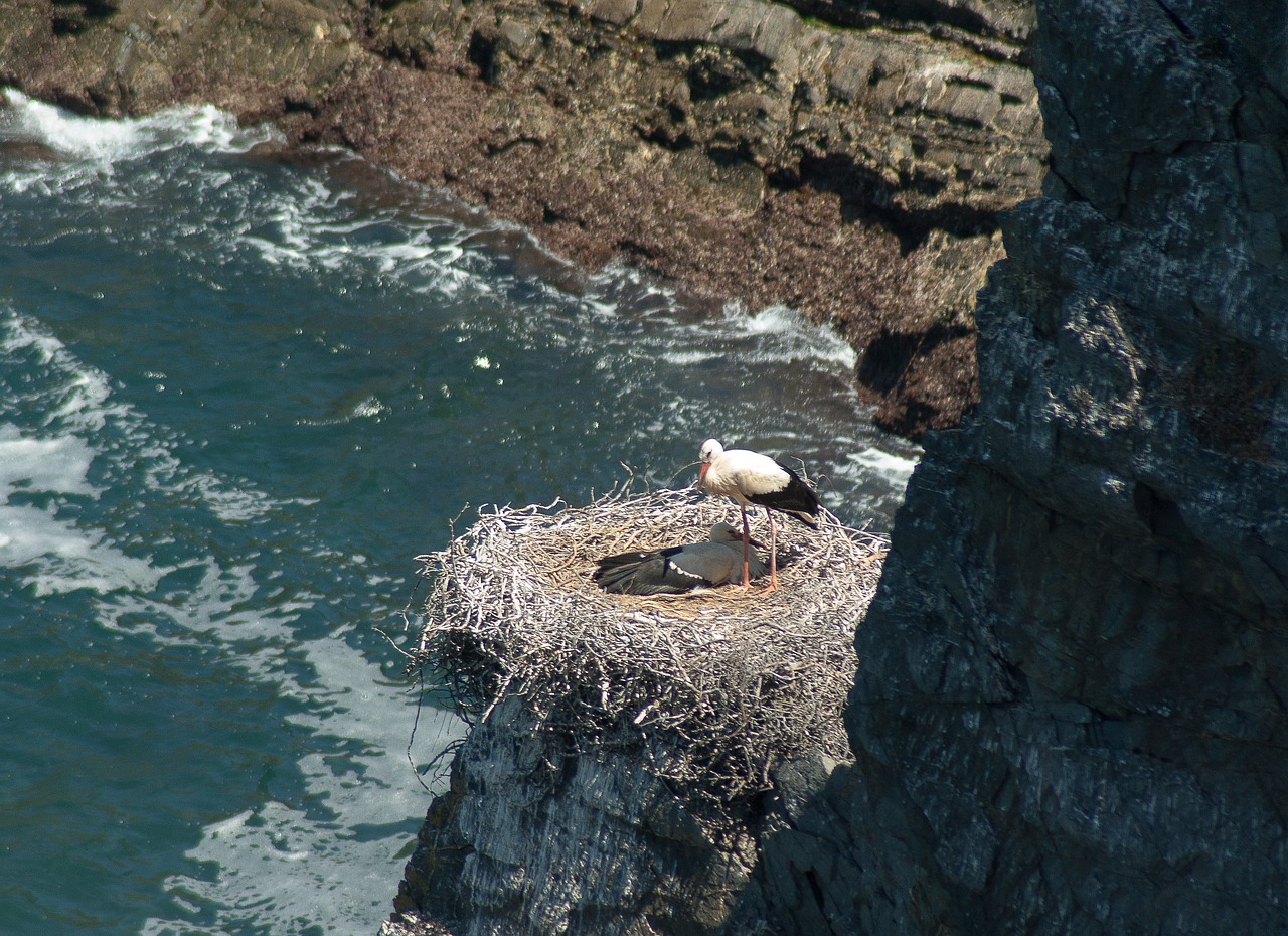 stork nest portugal free photo